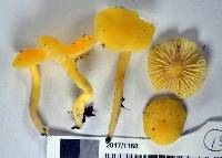 Hygrocybe cerinolutea image