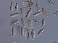 Fistulinella nivea image