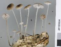 Mycena helminthobasis image