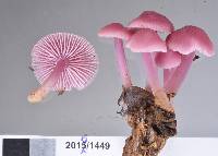 Mycena vinacea image