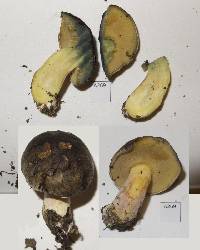 Boletus leptospermi image