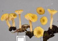 Lichenomphalia chromacea image