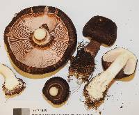 Agaricus lanatoniger image