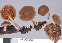 Psathyrella echinata image