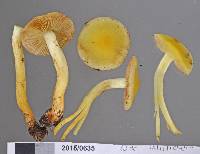 Pholiota chrysmoides image