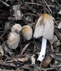 Coprinellus flocculosus image