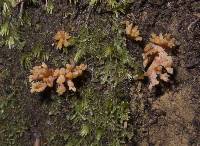 Ramaria anziana image