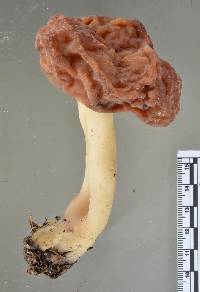 Gyromitra tasmanica image