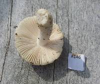 Russula albolutescens image