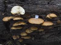 Crepidotus rufofloccosus image