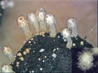 Coprinopsis stercorea image