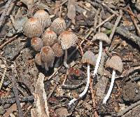 Coprinellus plagioporus image