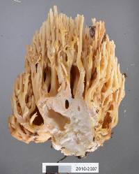 Ramaria rotundispora image