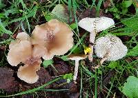 Clitocybe metachroa image