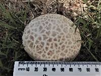 Calvatia lilacina image