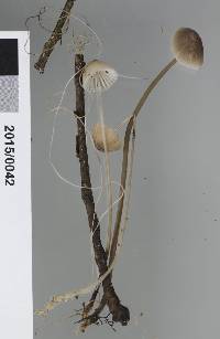 Mycena cystidiosa image