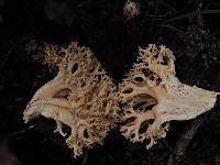 Ramaria avellaneovertex image