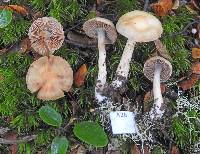 Cortinarius rattinus image