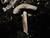 Pluteus minor image