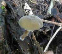 Simocybe pruinata image