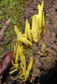 Clavulinopsis antillarum image