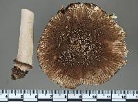 Amanita nehuta image