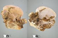 Fomitopsis feei image