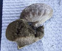 Lycoperdon glabrescens image