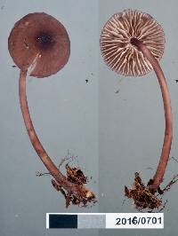 Mycena podocarpi image