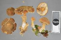 Cystoderma clastotrichum image