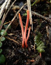 Clavulinopsis corallinorosacea image