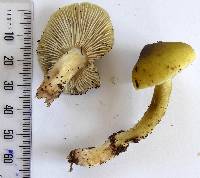 Tricholoma viridiolivaceum image