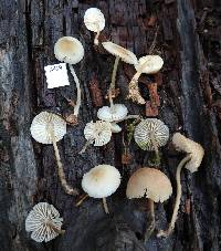 Mycena galericulata image