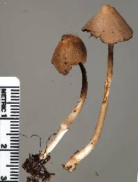 Psathyrella prona image