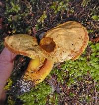 Austroboletus lacunosus image