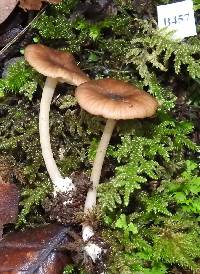 Entoloma mariae image