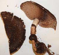 Agaricus lanatoniger image