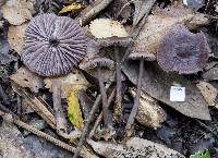 Mycena vinacea image