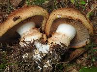 Cortinarius balteatocumatilis image