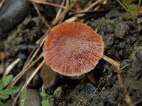 Psathyrella bipellis image