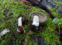 Simocybe pruinata image