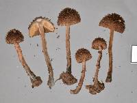 Inocybe calamistratoides image