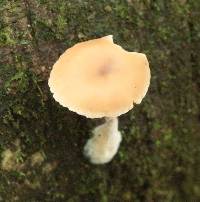 Clitocybe wellingtonensis image