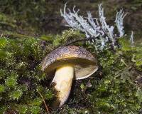 Boletus leptospermi image