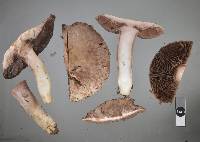 Agaricus cupreobrunneus image