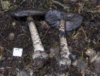 Amanita nigrescens image