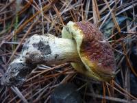 Hortiboletus bubalinus image