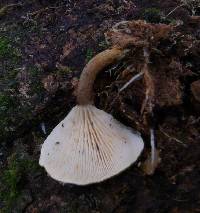 Cantharellus umbriceps image