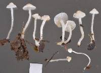 Hemimycena lactea image