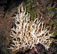 Scytinopogon pallescens image